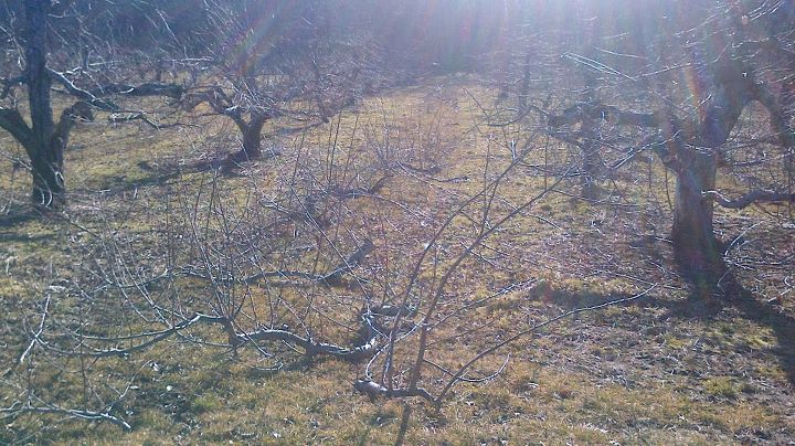prunings